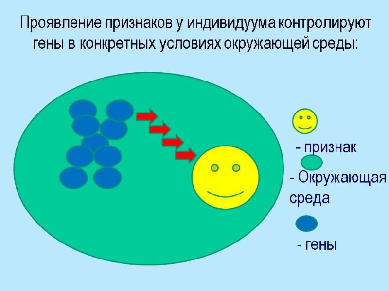 Проявление признаков у индивидуума контролируют гены в конкретных условиях окружающей среды: - Окружающая среда
